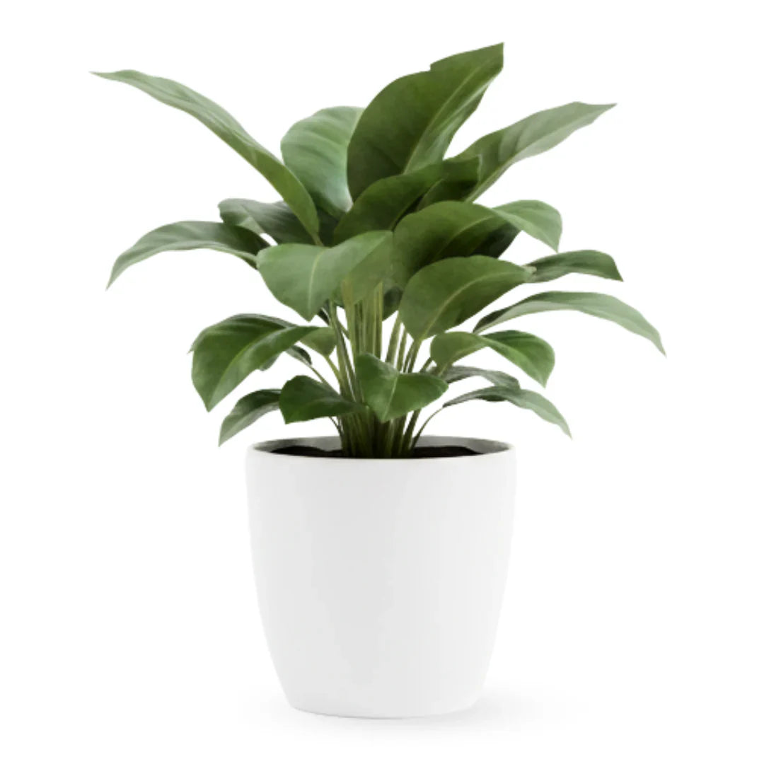 Home Decor - Lark & Clover