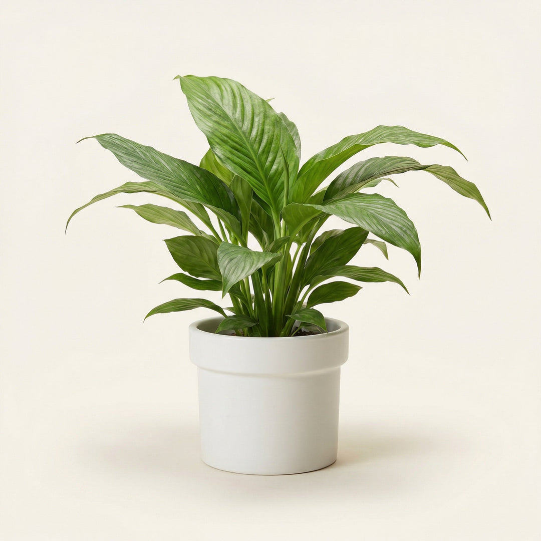 Home Decor - Lark & Clover