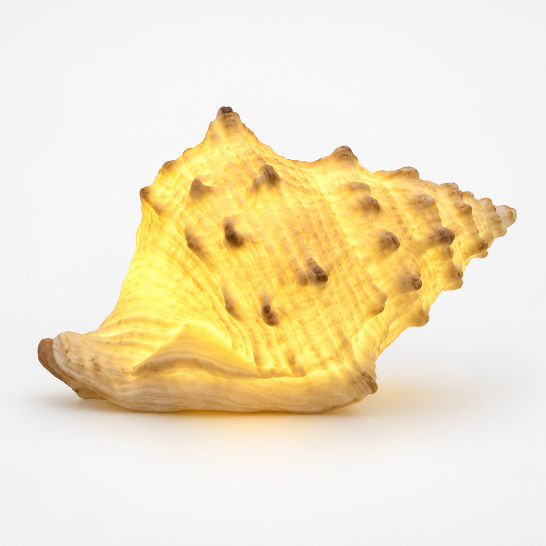 Coastal Glow Co. – Ceramic Shell And Conch Ambient Lamp Set