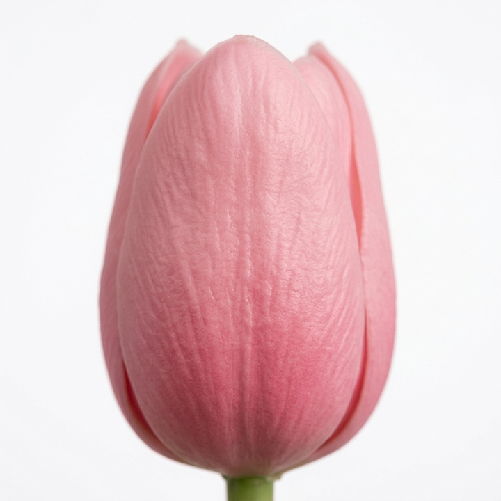 Bloomara™ – Real Touch Latex Tulip Bouquet